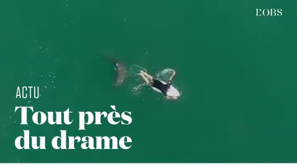 Un drone repère un requin près du surfeur Matt Wilkinson en Australie