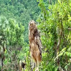 Fight between owl and snake