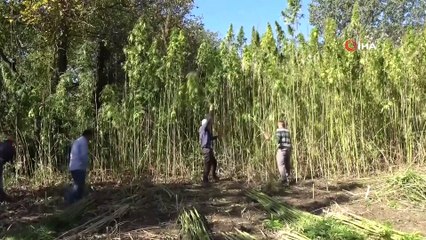 Kastamonu’da 36 dekar alanda kenevirin sökümüne başlandı