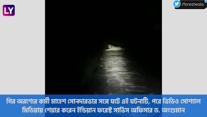 Gir Forest| Lion On Road: রাতের অন্ধকারে রাস্তার মাঝে বসে রয়েছে সিংহী, দেখুন হাড়হিম করা দৃশ্য