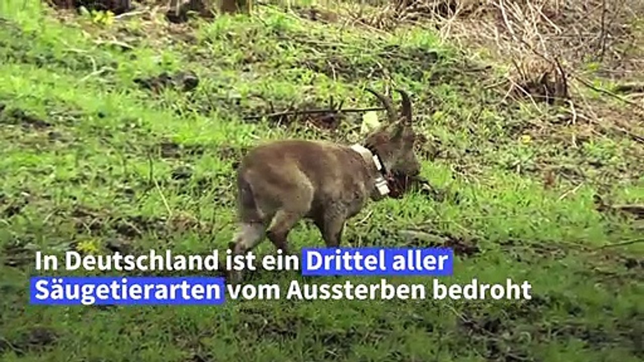 Diese Säugetiere stehen auf der Roten Liste