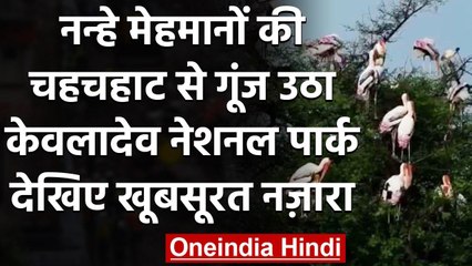 Rajasthan का Keoladeo National Park नन्हे मेहमानों की चहचहाट से गूंज उठा , देखिए | वनइंडिया हिंदी
