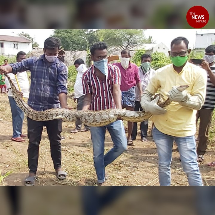 Wildlife rescue team finds 13-foot rock python in Telangana farm ...