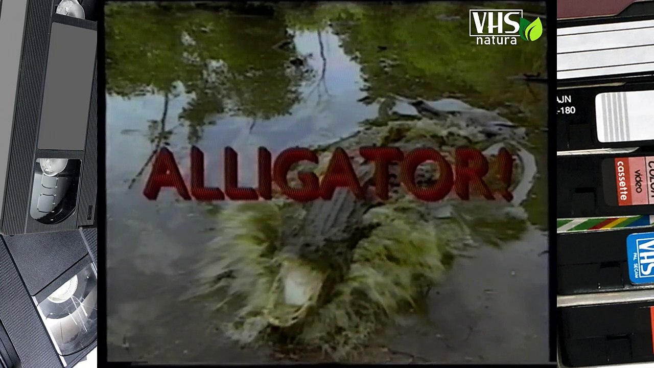 L' ALLIGATORE