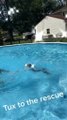 Puppy Thinks Woman Is Drowning And Jumps In Pool To Rescue Her
