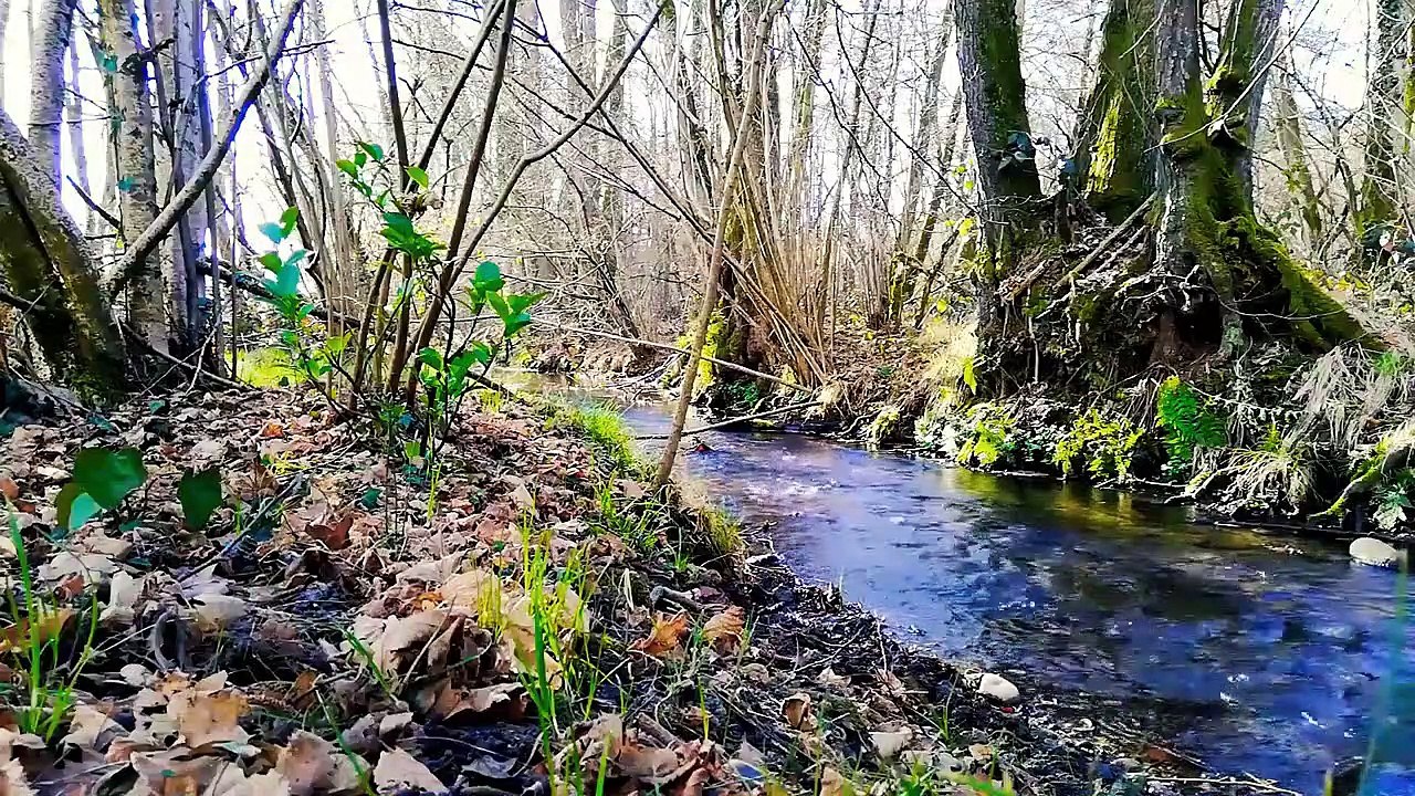 Relaxing River Sounds 4hours- Gentle River, Nature Sounds, Singing Birds Ambience
