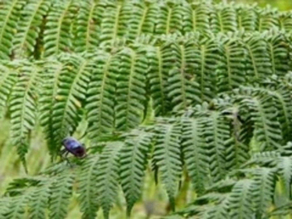 La coulée nature
