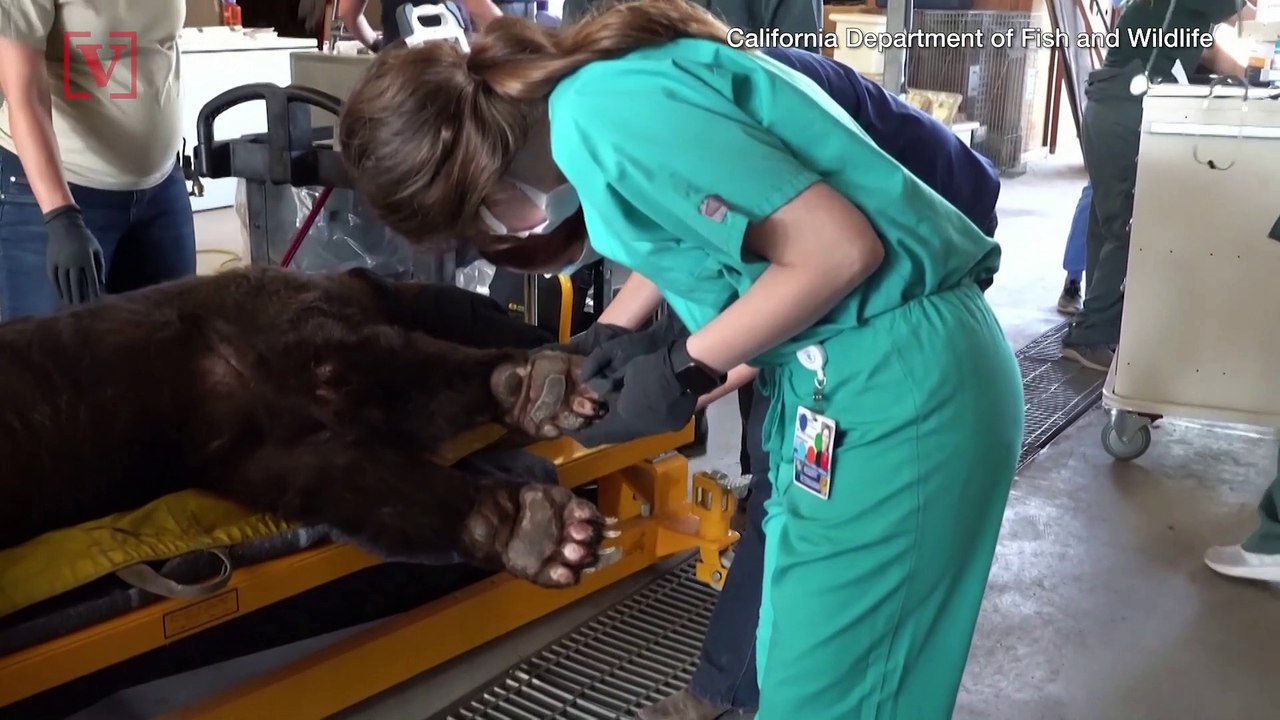 Black Bear’s Paws Repaired by Vets Using Tilapia Skin That Was Damaged in California Wildfires!