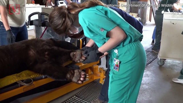 Black Bear’s Paws Repaired by Vets Using Tilapia Skin That Was Damaged in California Wildfires!