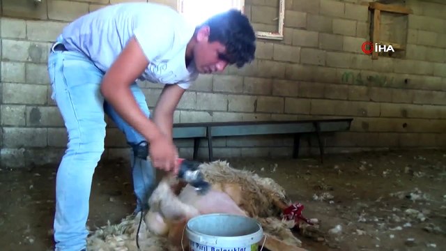 Eskiden tereyağı ile yarışan koyun yünleri elde kaldı