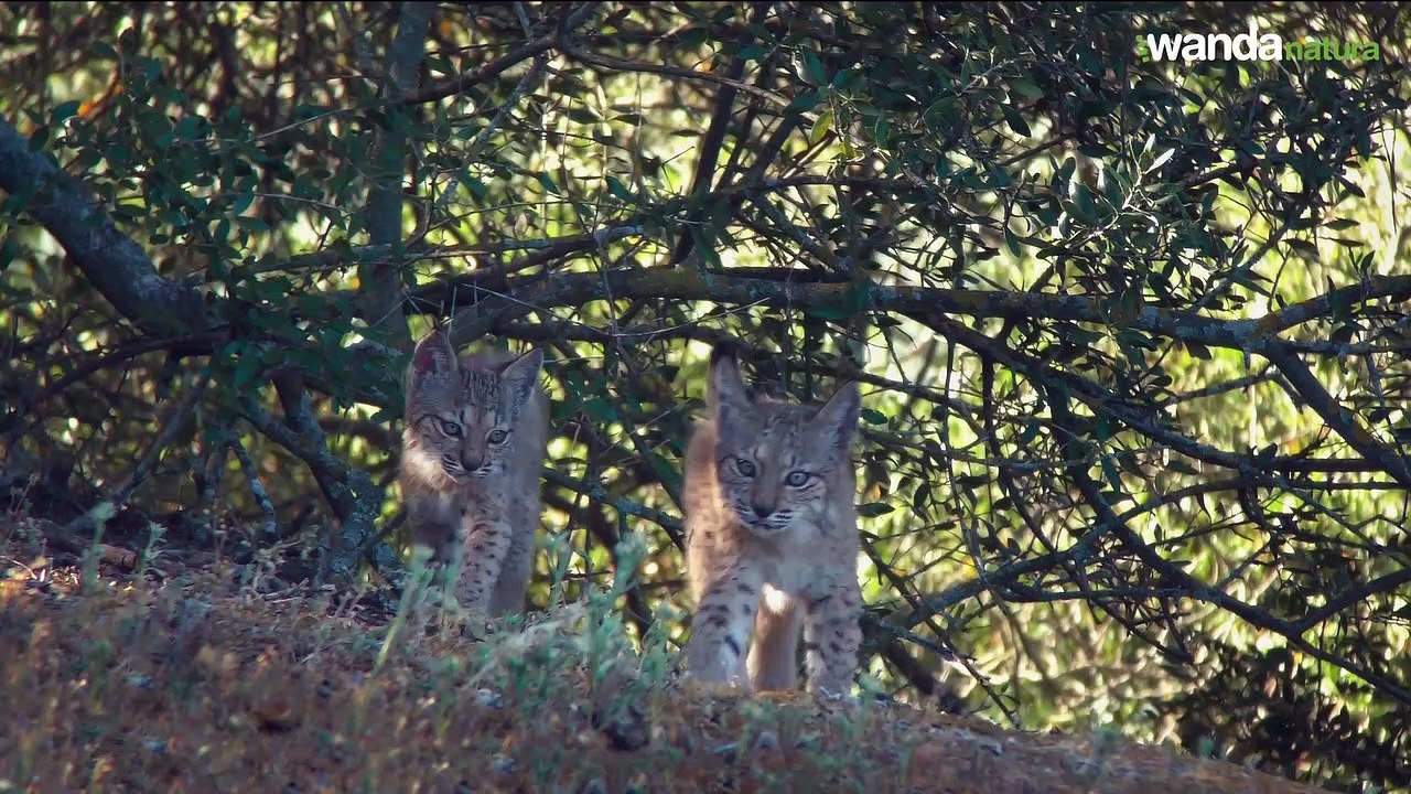 Dehesa Trailer