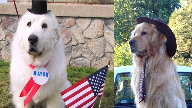 Did You Know These Towns had Dogs as Mayors?