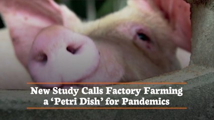Factory Farming And The Future Of Pandemics