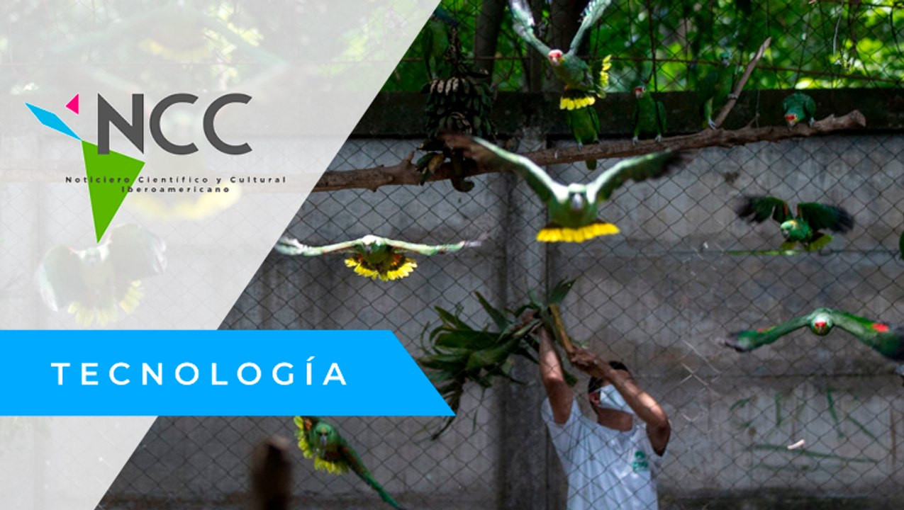 Un gru­po de lo­ras apren­de a vo­lar para ser li­bres en Ni­ca­ra­gua