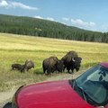 Bison Warns People to Back Away From Bison Baby