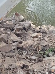 Determined Koala Crosses River