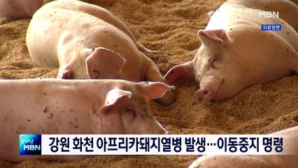강원 화천에서 아프리카돼지열병 발생…이동중지 명령