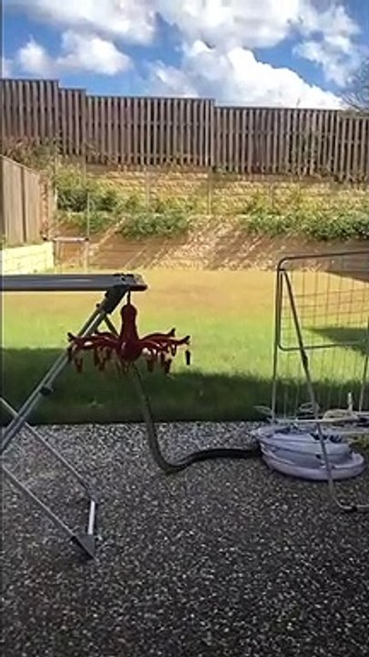 Ce serpent veut étendre le linge...