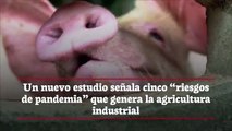 Un nuevo estudio señala cinco “riesgos de pandemia” que genera la agricultura industrial
