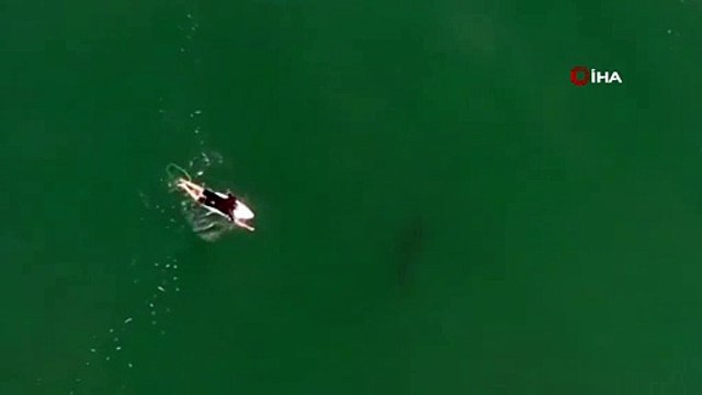 - Avustralyalı sörfçü drone sayesinde köpek balığı saldırısından kurtuldu