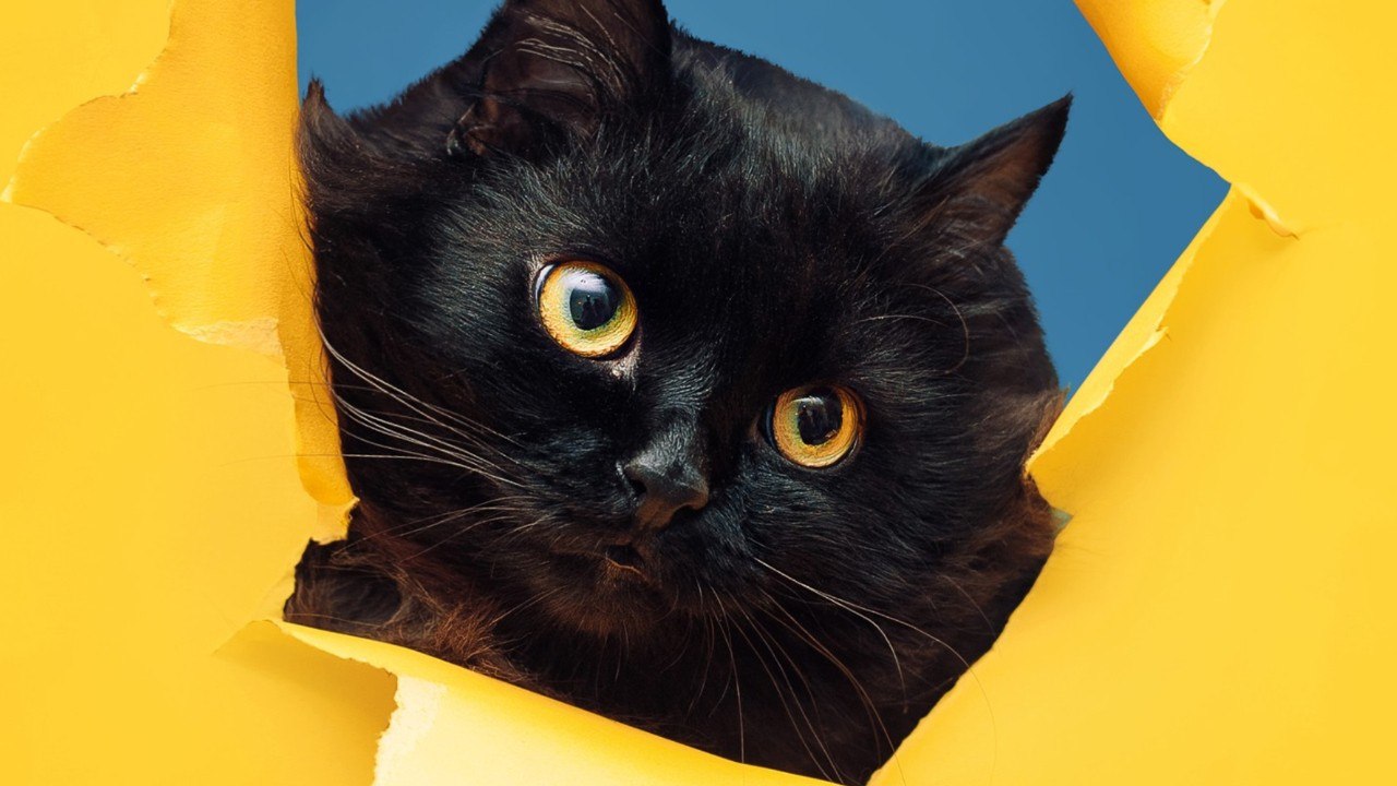 What's New, Pussycat? How To Charm Your Cat With A Smile