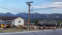 Passing By a Heard of Elk in Estes Park