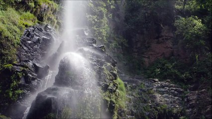 Relaxing 5 Minute Forest Treasure Music Video