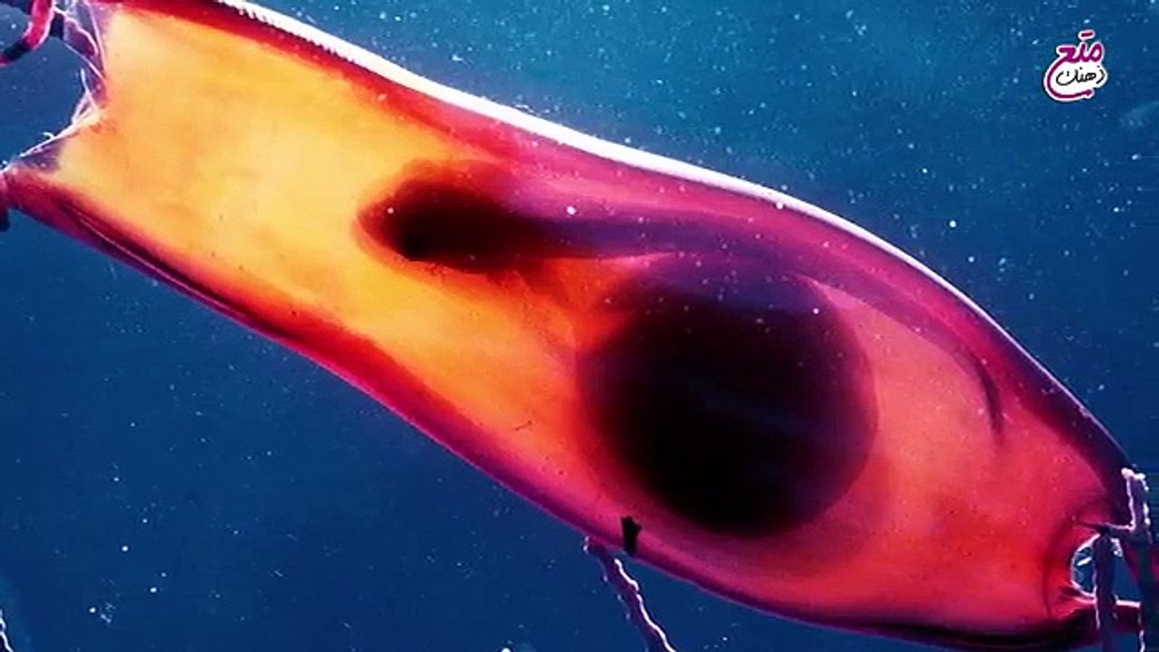10 حيوانات تضع بيضاً غريباً للغاية .. عجائب ربانية من ابداع الخالق يجب تراها ( 360 X 640 )