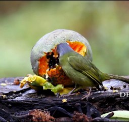 Collared Finchbill