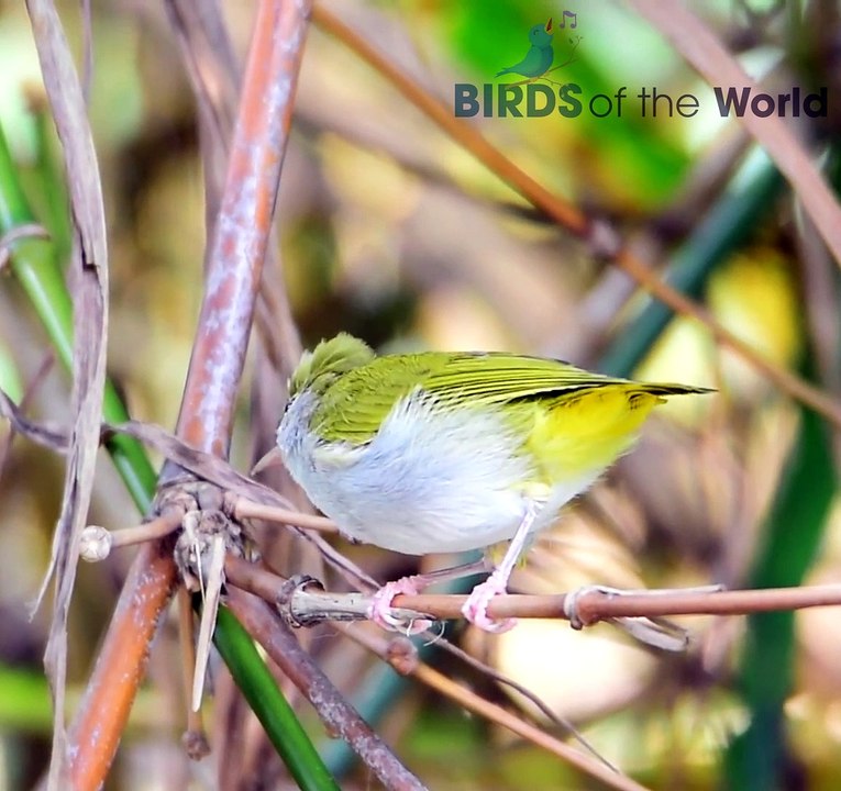 White-bellied Erpornis /  Simply Erpornis