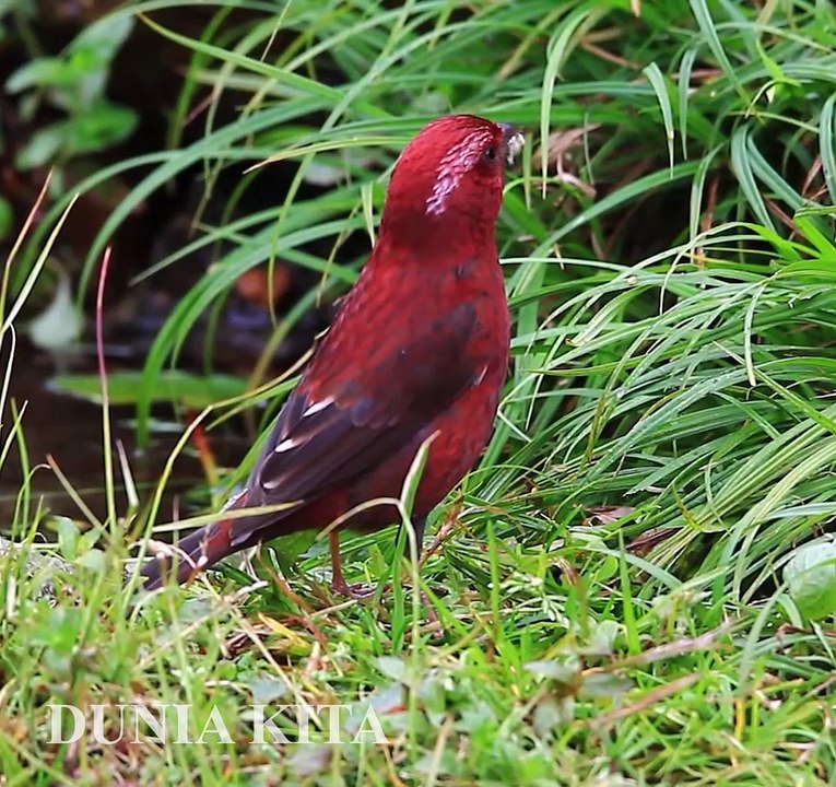 Vinaceous Rosefinch