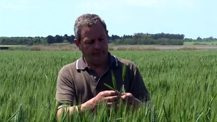 Argentina, primer país en aprobar comercialización de trigo transgénico