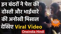 Feel Good : इन दो बंदरों ने दिखाया ऐसा भाईचारा, दोस्ती की पेश की मिसाल । वनइंडिया हिंदी
