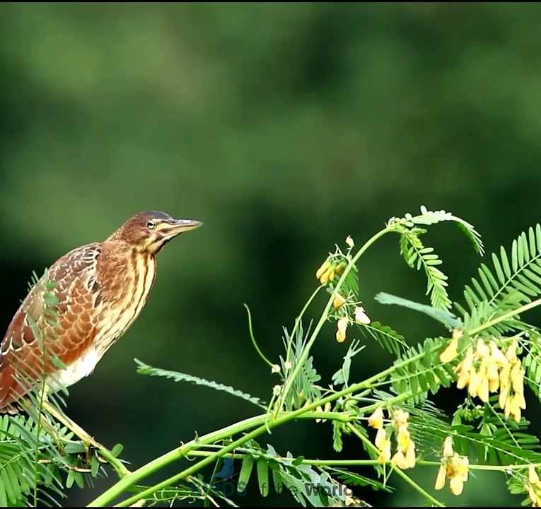 Cinnamon Bittern (Ixobrychus cinnamomeus)