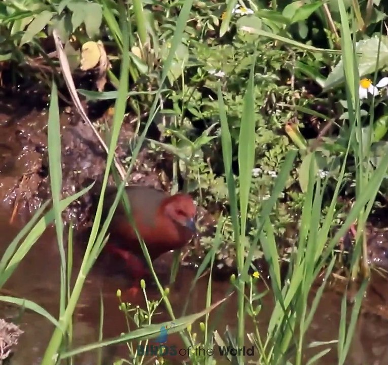 Ruddy-breasted Crake