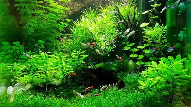4K Planted Freshwater Aquarium Relaxation | Sleep Relax