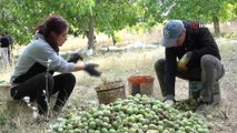 Bitlis çiftçisi bu yıl cevizden 150 Milyon TL kazanacak