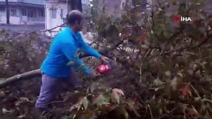 Yarım asırlık çınarlara yıldırım düştü, belediye mahalleli el ele verdi