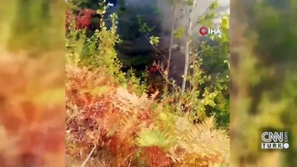 Kastamonu'da orman yangını