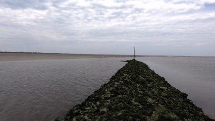Colonie de phoques en baie des Veys en Normandie