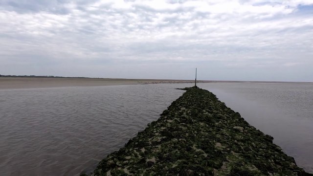 Colonie de phoques en baie des Veys en Normandie