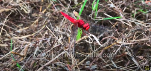 Shockingly coloured Scarlet Skimmer or Crocothemis servilia seen up close | Odonata of India