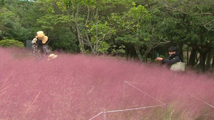 즐거운 가을 나들이...코로나19 방역 수칙은 준수 / YTN