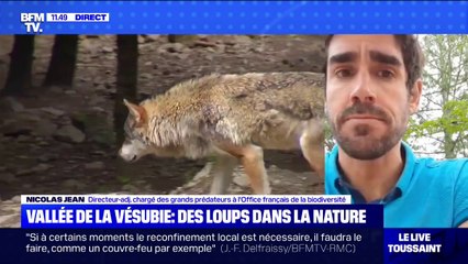 A-t-on des nouvelles des loups échappés de la Vallée de Vésubie ? - BFMTV répond à vos questions