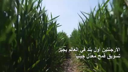 الأرجنتين أول بلد في العالم يجيز تسويق قمح معدّل جينيا