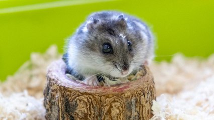 Cómo cuidar a tu hámster ruso