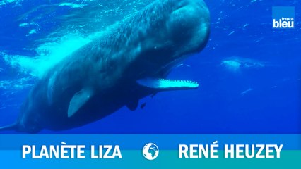 « Les combats entre géants des mers ont existé » selon René Heuzey