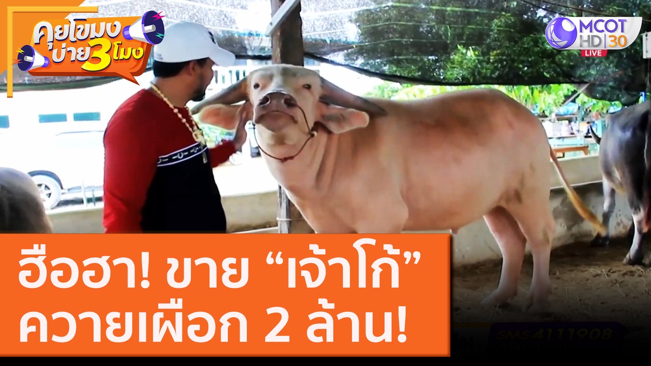 ฮือฮา! ขาย "เจ้าโก้" ควายเผือก 2 ล้าน! [9 ต.ค. 63] คุยโขมงบ่าย 3 โมง | 9 MCOT HD