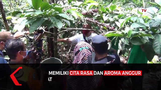 Mencicipi Sensasi Kopi Wine Asli Gunung Semeru