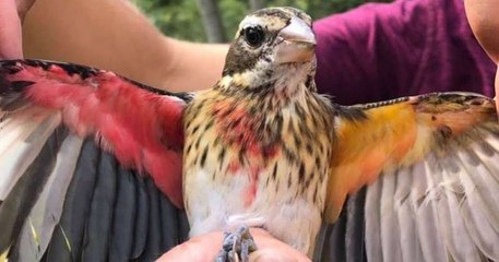Aux États-Unis, cet oiseau mi-mâle mi-femelle fascine les biologistes